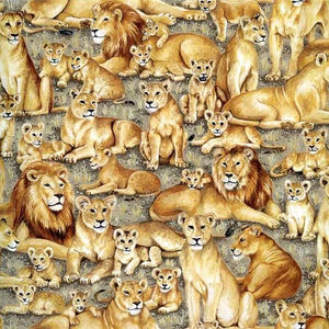 Safari Lions